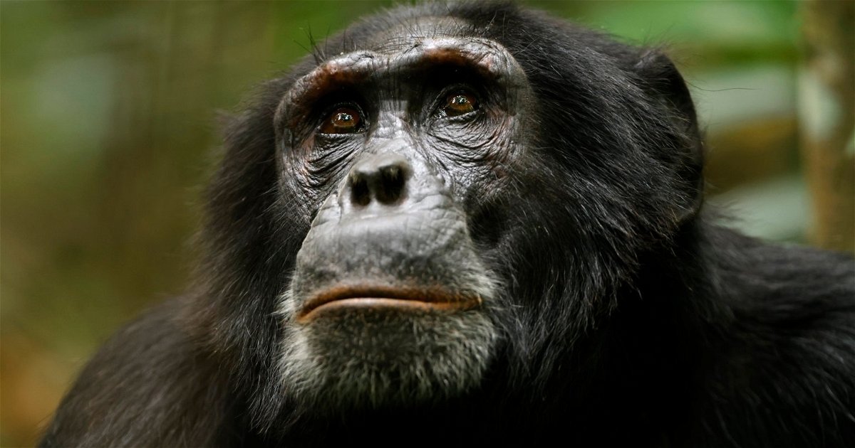Режиссер «Мой учитель осьминог» снял новый документальный фильм о природе «Империя шимпанзе».