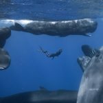 Рецензия на «Патрик и кит»: красивые изображения мало что говорят, но говорят о многом